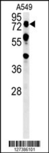 Anti-OLFML2A Rabbit Polyclonal Antibody (Biotin)