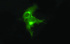 Anti-EPCAM Mouse Monoclonal Antibody [clone: OTI3G2]