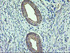 Anti-ERBB2 Mouse Monoclonal Antibody [clone: OTI3F11]