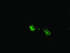 Anti-MAPK1 Mouse Monoclonal Antibody [clone: OTI7C9]