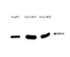 Anti-APEX1 Mouse Monoclonal Antibody [clone: 13B8E5C2]