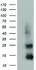 Anti-FSHB Mouse Monoclonal Antibody [clone: OTI3A9]