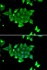 Immunofluorescence analysis of HeLa cell using PHPT1 antibody