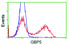 Anti-GBP5 Mouse Monoclonal Antibody [clone: OTI5C9]