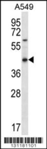 Anti-OR51S1 Rabbit Polyclonal Antibody