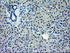 Anti-EIF4E Mouse Monoclonal Antibody [clone: OTI6C3]