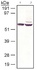 Anti-ATP7B Rabbit Polyclonal Antibody (DyLight® 550)