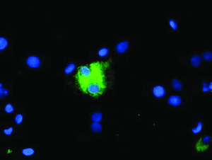 Anti-CPA1 Mouse Monoclonal Antibody [clone: OTI4F10]