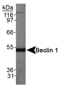 Anti-BECN1 Rabbit Polyclonal Antibody