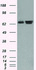 Anti-HSPA1A Mouse Monoclonal Antibody [clone: OTI1B2]