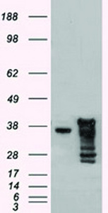 Anti-DFFA Mouse Monoclonal Antibody [clone: OTI5C4]