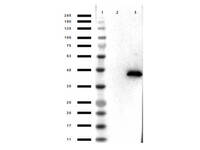 Anti-MAPK1 Mouse Monoclonal Antibody [Clone: 3H9.A1.A8]