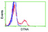 Anti-DTNA Mouse Monoclonal Antibody [clone: OTI1B11]