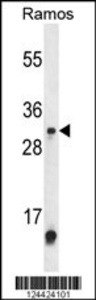 Anti-METTL1 Rabbit Polyclonal Antibody (Biotin)