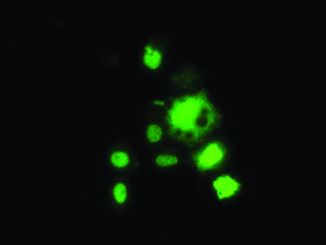 Anti-HDAC1 Mouse Monoclonal Antibody [clone: OTI6F11]