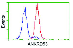 Anti-ANKRD53 Mouse Monoclonal Antibody [clone: OTI1E1]