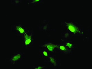 Anti-RNF113B Mouse Monoclonal Antibody [clone: OTI2H5]