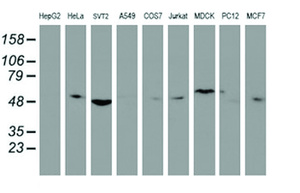 Anti-TULP3 Mouse Monoclonal Antibody [clone: OTI1A10]