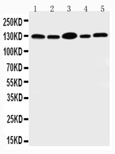 Anti-PROM1 Rabbit Polyclonal Antibody