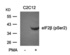 Western blot analysis of eIF2b(phospho-Ser2) antibody in C2C12 cells lysates