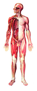 Poster - Human Nervous System, Front View