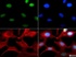 Anti-Neurokinin B Rabbit Polyclonal Antibody
