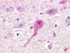 Anti-OGT Mouse Monoclonal Antibody [clone: HGAC85]