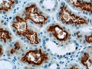 Anti-MUPCDH Rabbit Polyclonal Antibody