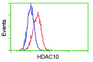 Anti-HDAC10 Mouse Monoclonal Antibody [clone: OTI7C3]