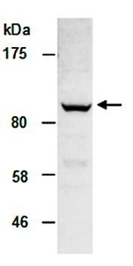 Western blot analysis of total cell extracts from human Hela using KDM1A antibody