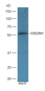 Western blot analysis of mouse liver lysates using OSGIN1 antibody