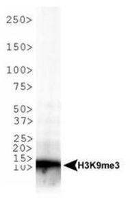 Anti-SLC7A11 Rabbit Polyclonal Antibody