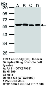 Anti-TRF1 Rabbit Polyclonal Antibody