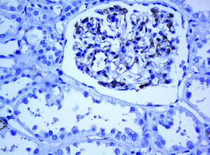 Anti-PECAM1 Mouse Monoclonal Antibody [clone: OTI1F9]