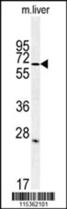 Anti-LINGO1 Rabbit Polyclonal Antibody (APC (Allophycocyanin))