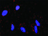 Anti-EIF4E Polyclonal Antibody Pair
