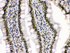 Anti-HMGB3 Rabbit Polyclonal Antibody