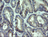 Anti-MRPS34 Mouse Monoclonal Antibody [clone: OTI4B9]