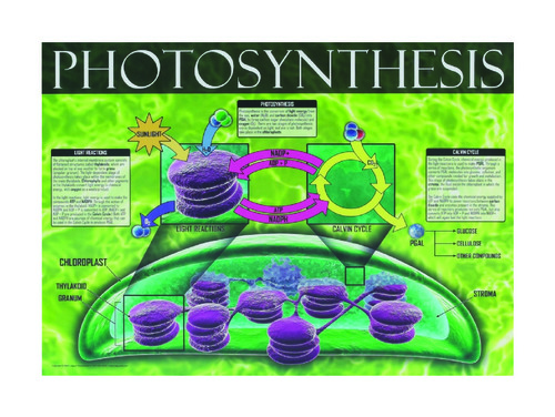 CHART CELL ENERGY PHOTOSYNTHESIS/CELL
