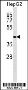 Anti-MCRS1 Rabbit Polyclonal Antibody (AP (Alkaline Phosphatase))