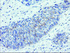 Anti-SPINT1 Mouse Monoclonal Antibody [clone: OTI4E1]