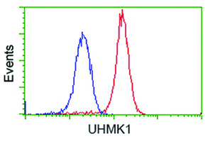 Anti-UHMK1 Mouse Monoclonal Antibody [clone: OTI2D3]