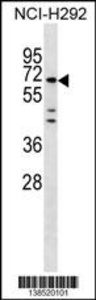 Anti-MIER3 Rabbit Polyclonal Antibody (AP (Alkaline Phosphatase))