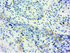 Anti-LIN7B Mouse Monoclonal Antibody [clone: OTI1C9]