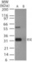 Anti-PRNP Rabbit Polyclonal Antibody