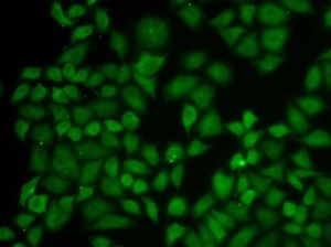 Immunofluorescense analysis of A549 cell using KPNA1 antibody