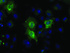 Anti-BSG Mouse Monoclonal Antibody [clone: OTI3H1]