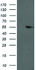 Anti-PPM1B Mouse Monoclonal Antibody [clone: OTI3G9]