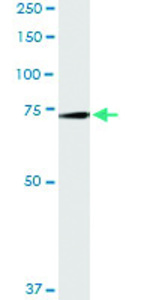 Anti-GAS6 Polyclonal Antibody Pair