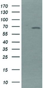 Anti-NDOR1 Mouse Monoclonal Antibody [clone: OTI2G4]